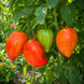 KOZULA-96 TOMATO