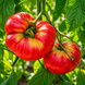 AMISH POTATO LEAF TOMATO