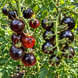 ANTO BERRY TOMATO