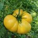 BIG YELLOW SIMPSON TOMATO