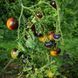 BLUE GOLD TOMATO