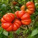 COSTOLUTO FIORENTINO TOMATO