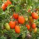 ELISEY TOMATO
