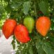 KOZULA-96 TOMATO