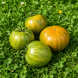 OCHRE SYMPHONY TOMATO