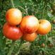 ORANGE ORANGUTAN TOMATO