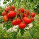 ROTE HERZTOMATE