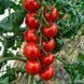 SPENSER TOMATO