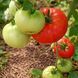 WATERMELON BIG TOMATO