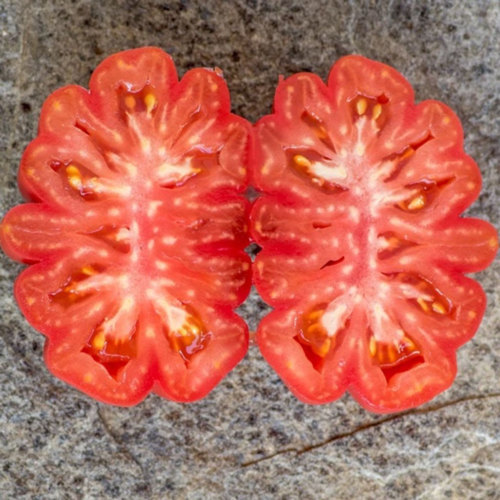 TOOTHED TOMATO (GEZAHNTE TOMATE) - ribbed raspberry tomato