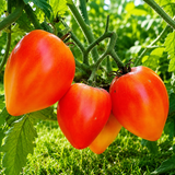 PINEAPPLE OXHEART TOMATO