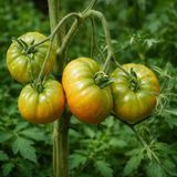 GREEN MOLDOVAN TOMATO