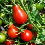 RED CLUSTER PEAR TOMATO