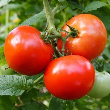 BETTER BOY TOMATO
