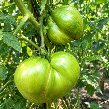 EMERALD STREAM TOMATO
