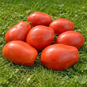 JUSTINE TOMATO