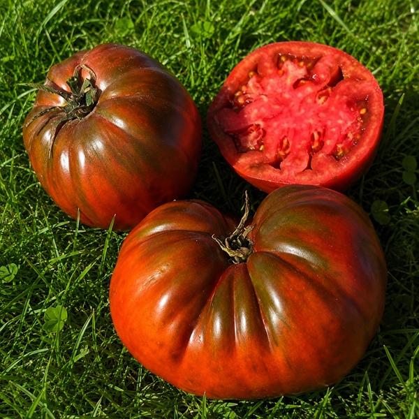 CAROL CHYCO'S BIG PASTE BLACK TOMATO