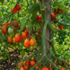 RED CLUSTER PEAR POMIDOR
