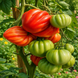 GEZAHNTE TOMATE