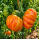 LITHIUM SUNSET TOMATO