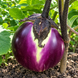 FLORENCE EGGPLANT