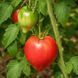 KOZULA-85 TOMATO