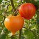 ORANGE RUSSIAN 117 TOMATO