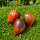 REBEL STARFIGHTER PRIME NOSE TOMATO