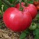 WEDEKIND HEIRLOOM PINK TOMATO