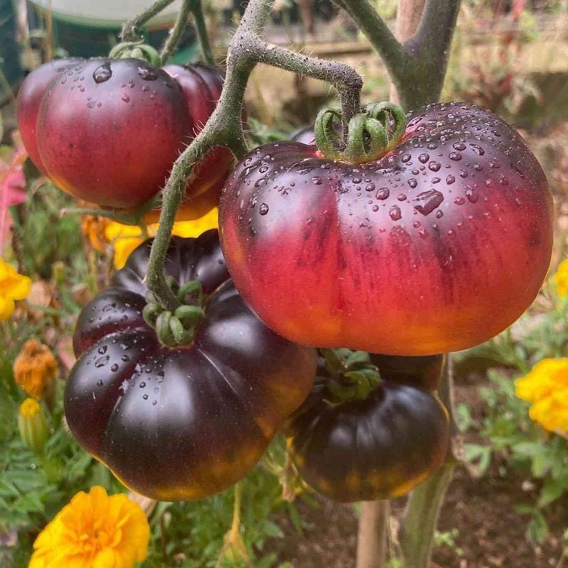 blue-beauty-tomato-95954086009428.jpg