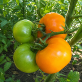 PERSIMMON TOMATO