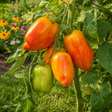 YELLOW FIRE TOMATO