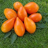 CREAM ORANGE GIANT TOMATO