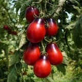 EVAN'S PURPLE PEAR TOMATO