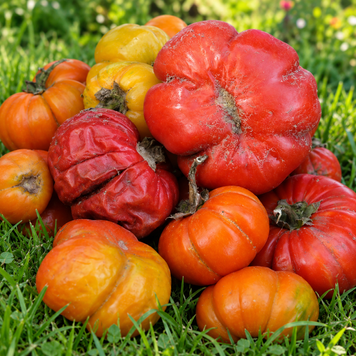 RED RUFFLED EGGPLANT