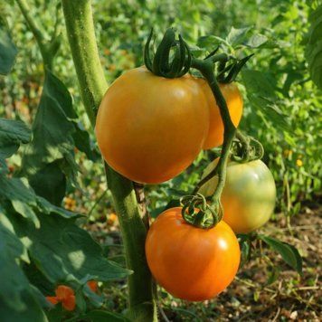 KARALIENE MARBENA TOMATO