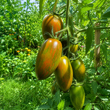 MARCHENMONSTER TOMATO