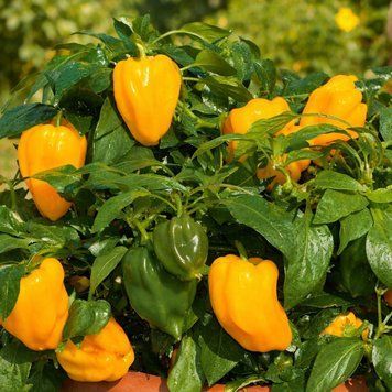 YARIK PEPPER