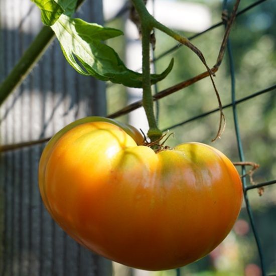 PERSIMMON POMIDOR