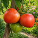 REINHARD'S PURPLE HEART TOMATO
