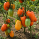 DWARF LAURA&rsquo;S BOUNTY TOMATO