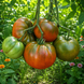 KOZULA-20 WISNIOWO CZEKOLADOWY TOMATO