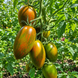 MARCHENMONSTER TOMATO