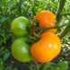 PERSIMMON TOMATO