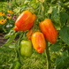 YELLOW FIRE TOMATO