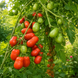 STRIPED PEAR TOMATO