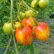 BLUE GIANT SWORD YELLOW TOMATO