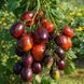 DEEP PURPLE TOMATO