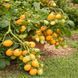 MICRO DWARF RAINDROP TOMATO