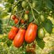 STRIPED PEAR TOMATO